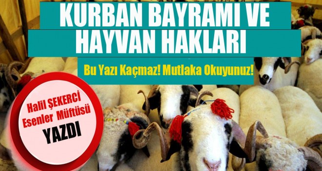Müftü Şekerci yazdı: Kurban Bayramı ve Hayvan Hakları Müftü Şekerci yazdı: Kurban Bayramı ve Hayvan Hakları