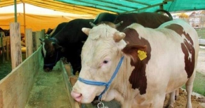 2020 yılı Kurban Bayramı ne zaman?