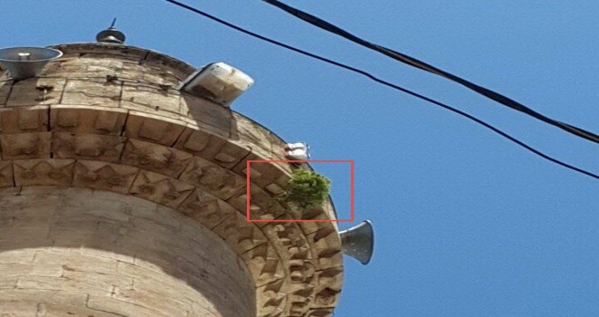 Minarede bitki yetişti