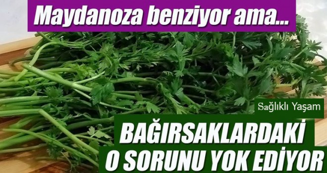 Hayatımıza sağlık katan şifalı otlar