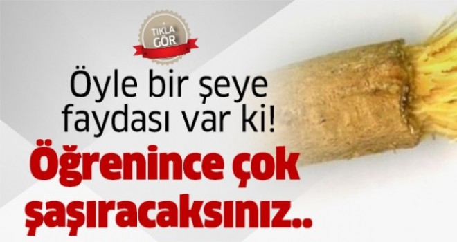 Misvağın  Öyle bir Faydası Var Ki!