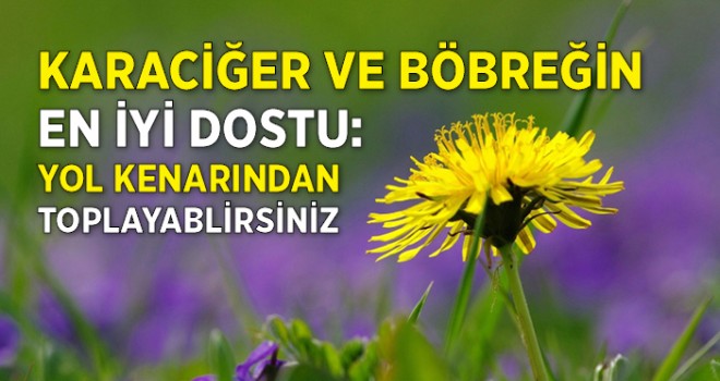 Karahindibanın Faydaları Nelerdir ...