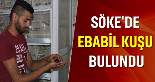 Ebabil kuşu bulundu
