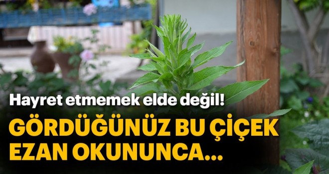 Ezanla Açan çiçek