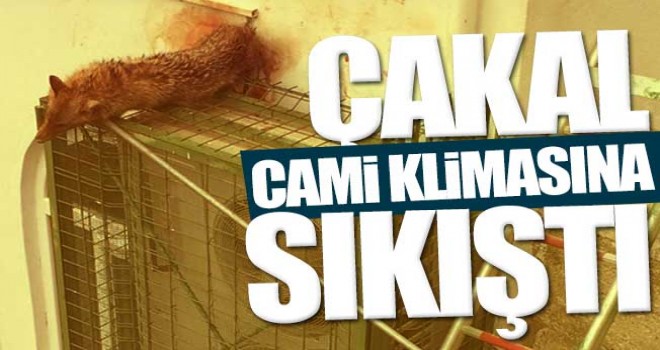 Çakal Camide