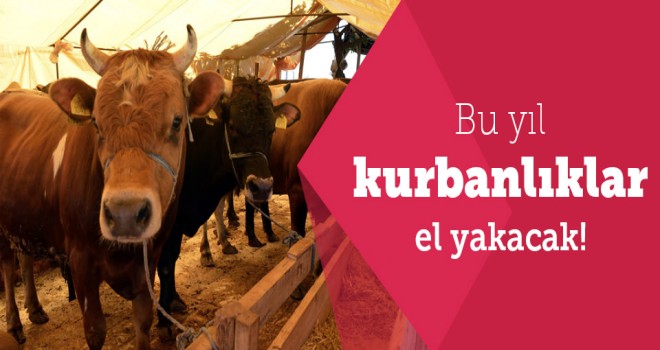 Kurban kesecekler dikkat!