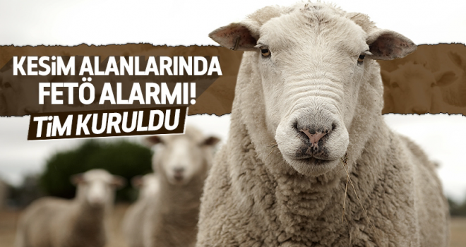 Kurban kesim alanlarında FETÖ için tim kuruldu