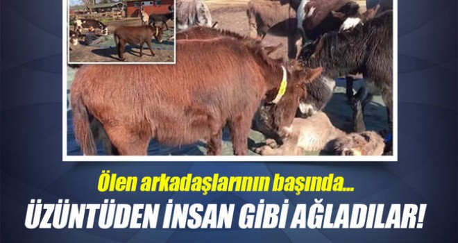 Eşekler, Ölen Arkadaşları için ağladı