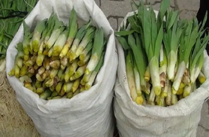 Çiriş Otun Faydaları