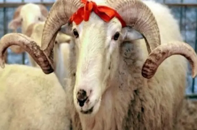 Diyanet Kurban Bayramı için hazırlanıyor