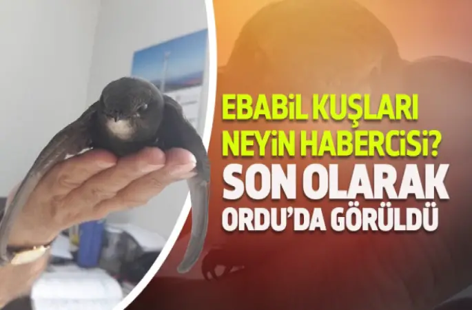 Ordu’da, ebabil kuşu,bulundu