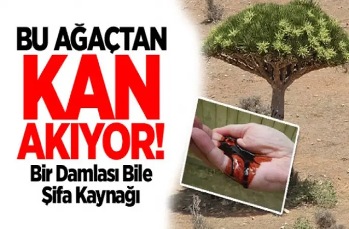 Kan Ağlayan Ağaç Her Derde Deva