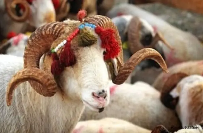 2022 yılı vekaletle kurban bedelleri açıklandı