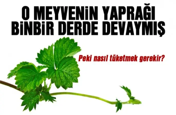 Çilek yaprağının faydaları nelerdir?