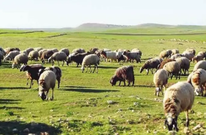 Arabistan’dan Doğu’ya dev hayvancılık yatırımı