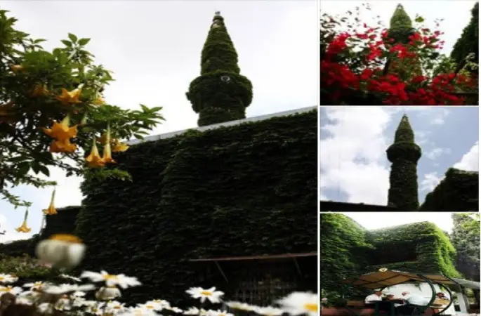 Sarmaşığın Yeşile Boyadığı Camii...