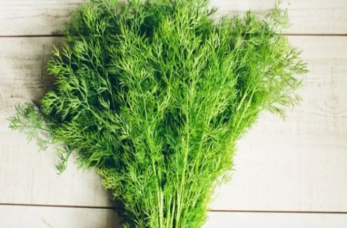 Dere Otun Bir Faydası daha Ortaya Çıktı