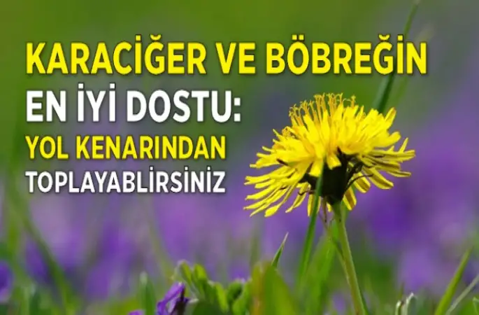 Karahindibanın Faydaları Nelerdir ...