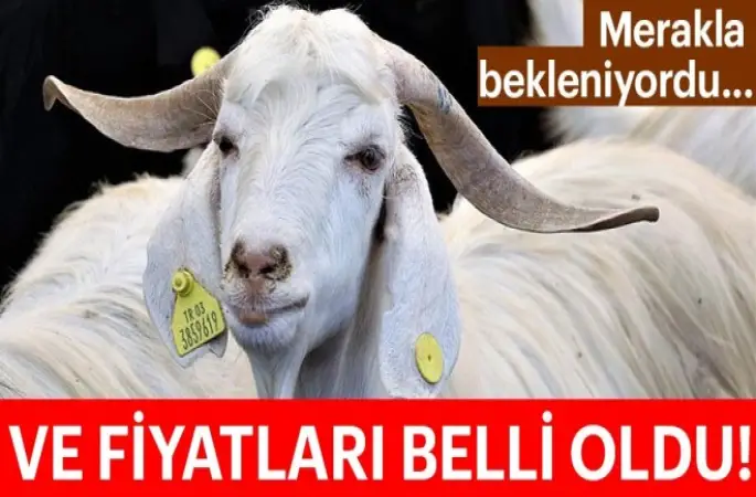 Kurbanlık fiyatları belli oldu!