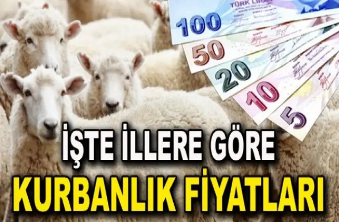 İl İl Kurbanlık fiyatları