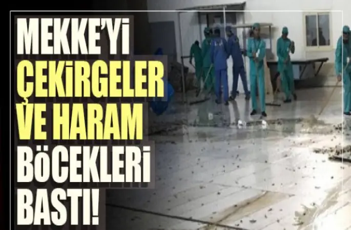 Mekke’yi çekirgeler ve hamam böcekleri bastı
