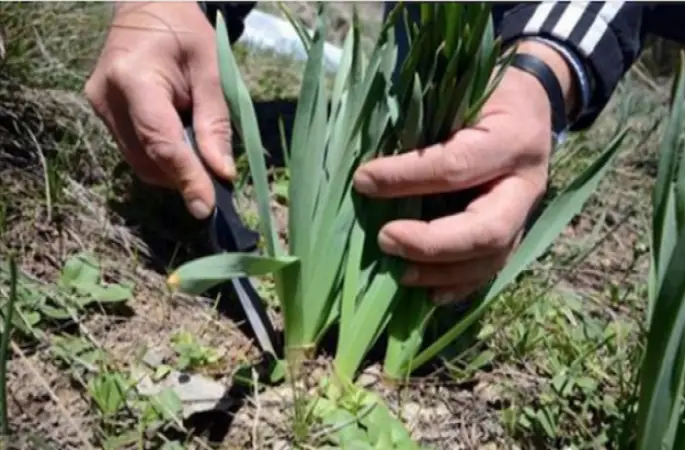 Çiriş Otunun Faydaları ve Kullanımı