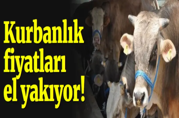 Kurbanlık fiyatları uçtu!