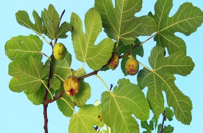 44 yıl önce kaybolan ceset, midedeki tohumdan incir ağacı çıkınca bulundu