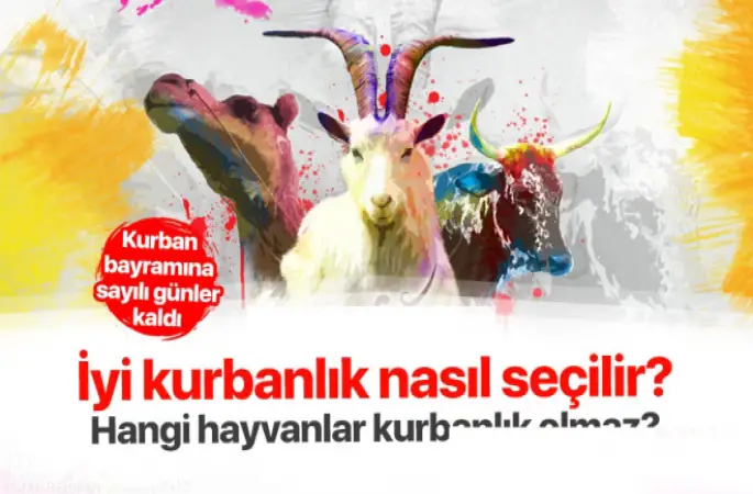 En İyi Kurbanlık Nasıl Seçilir?