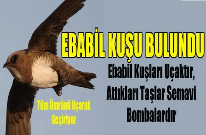 Esrarengiz Ebabil Kuşu Bulundu