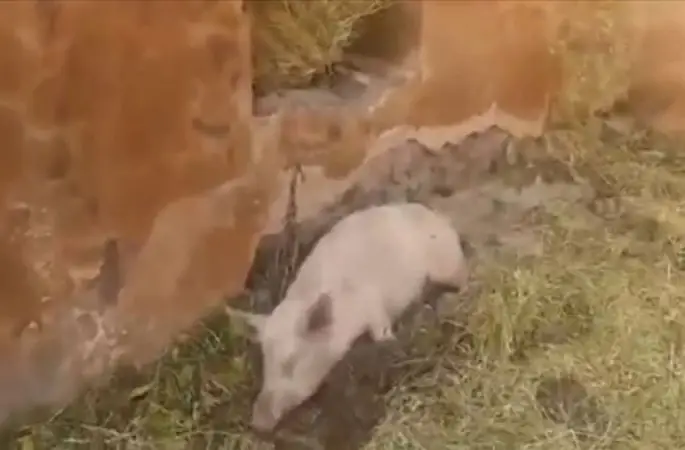 Ermeniler Camide Domuz Beslemişler