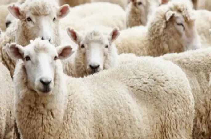 Kurbanlık alırken acele etmeyin