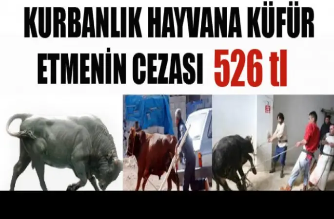 Kurbanlıklara eziyete büyük ceza ! 526 Tl