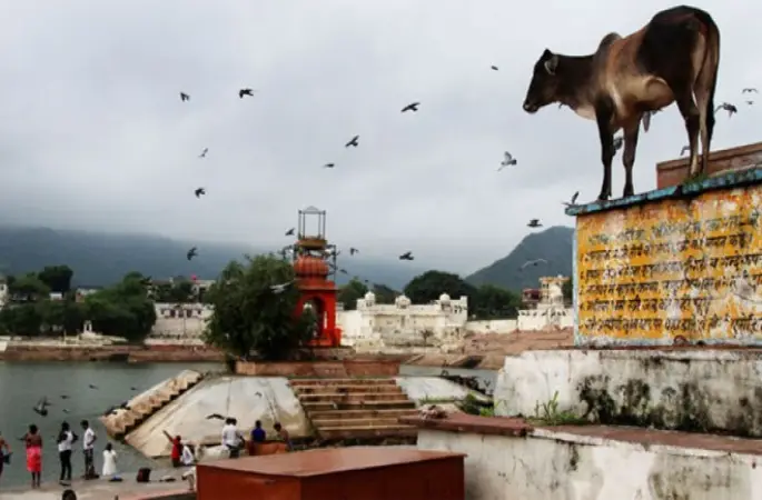 Hindistan'da kutsal inek tepkilere yol açtı