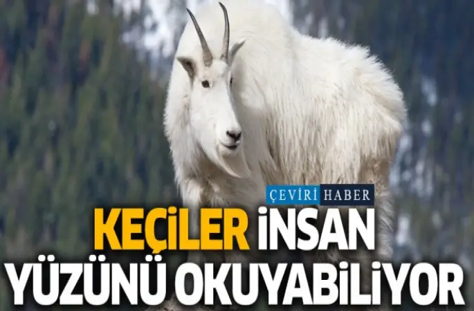 Keçiler insan yüzünü okuyabiliyor