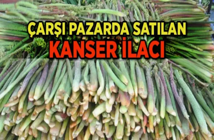 Işgın Bitkisinin Faydaları
