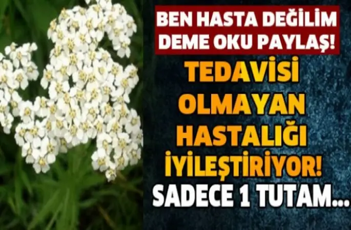 Papatyanın Bilinmeyen Faydaları