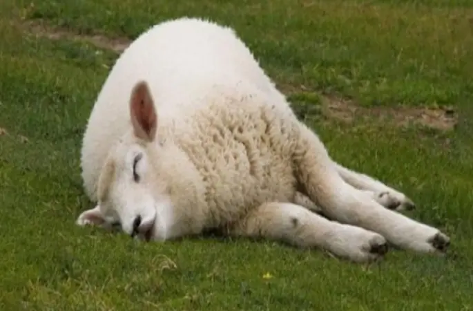 Satın alınan kurbanlık ölürse ne yapılır?