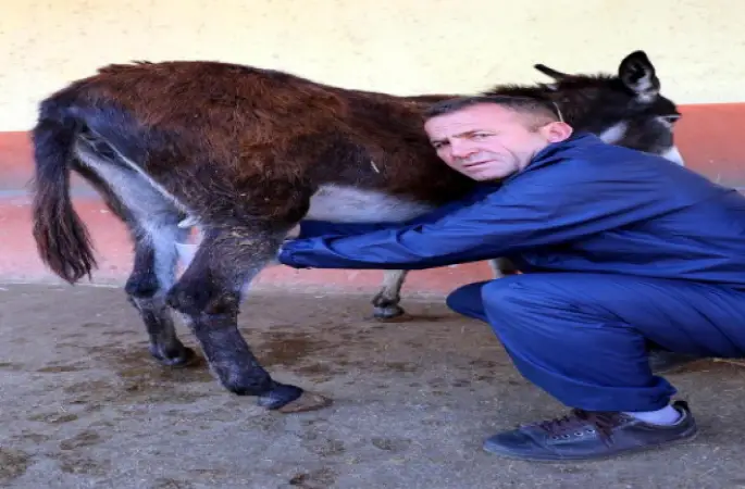 Eşek Sütü Üreticisi İflasın Eşiğinde: Masrafları Karşılayamıyorum