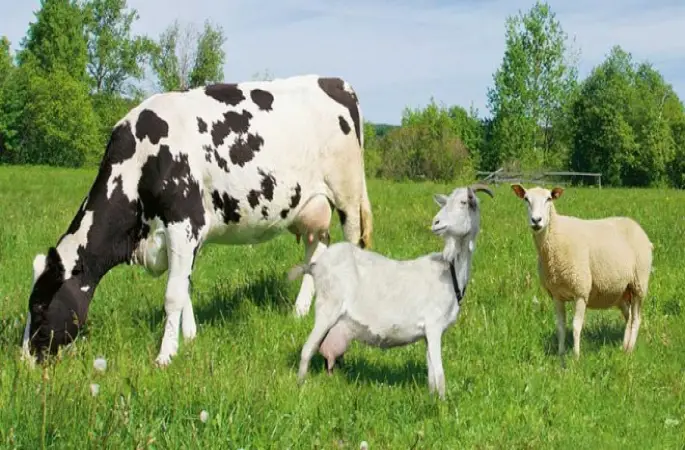 Kurban bayramı yaklaşıyor, işte kurbanlık fiyatları