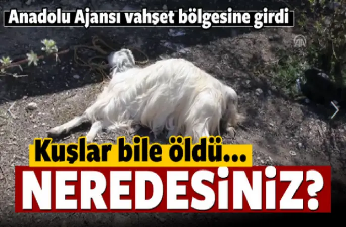 Kuşlar bile öldü! BM nerede?