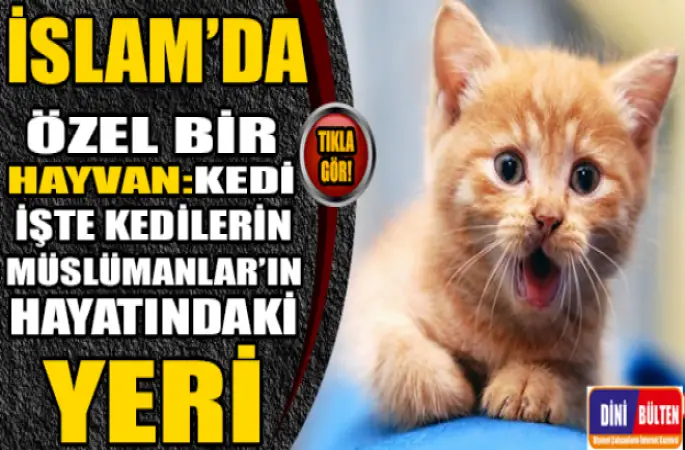 İslam'da özel bir hayvan: Kedi