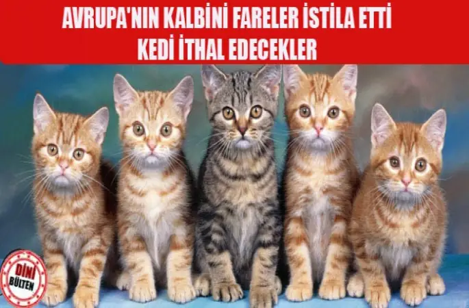 Fare istilasına ithal kedili çözüm