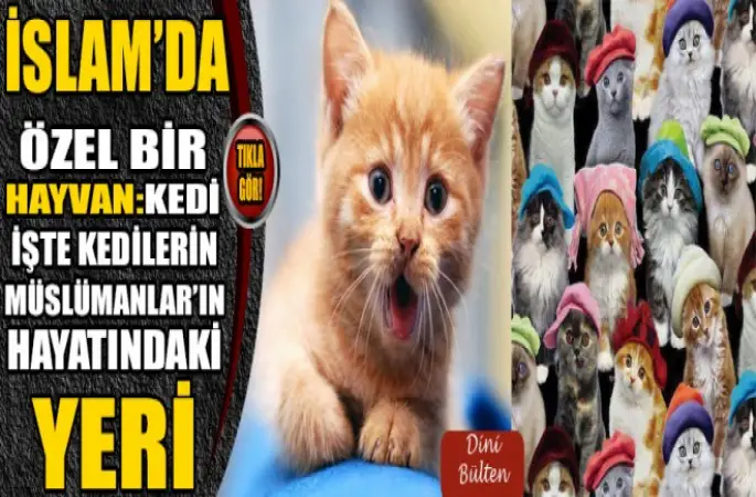 Kedi,İslam'da özel bir hayvan